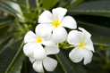 image003