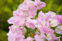 image004