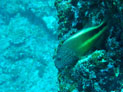 image015