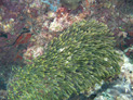 image003