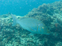 image004