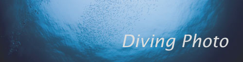 SPECIAL Gallery 1 Diving Photo